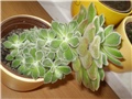 echeveria